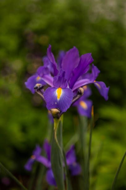 close up of purple flowers on a dutch iris, iris x hollandica background is blurred with focus on the foreground image captured in october, spring in bundarra, nsw, australia