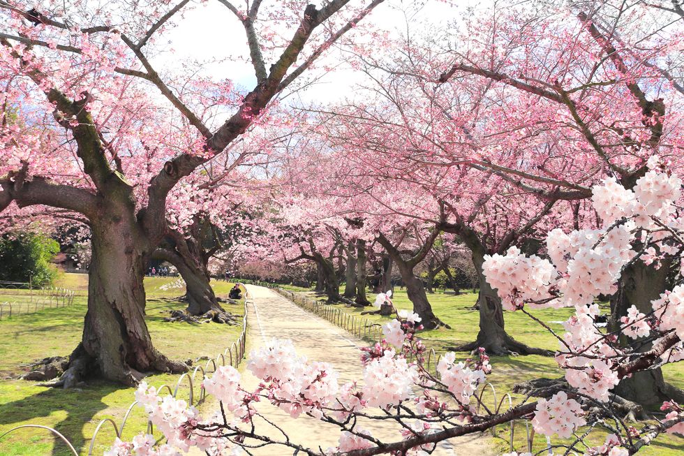 blooming sakura trees in koishikawa korakuen garden, okayama, japan japanese hanami festival   time when people enjoy sakura blossom cherry blossoming season in japan