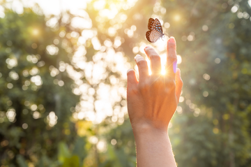 butterfly on hand