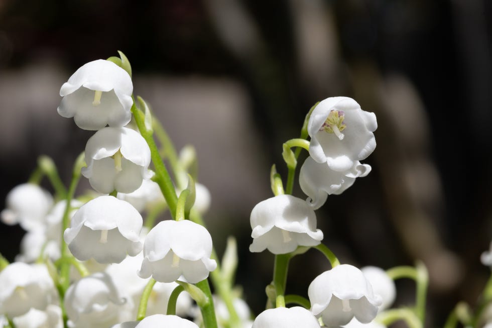 king charles coronation flowers