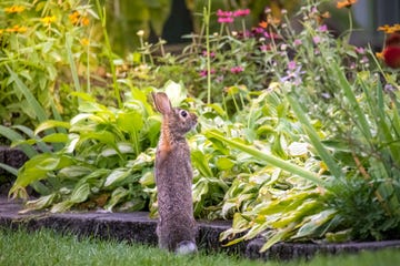 hungry bunny rabbit standing up looking at his dinner backyard garden