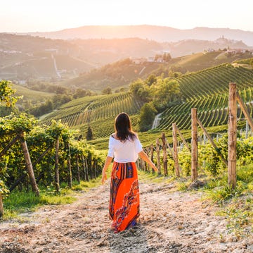 Woman walking in vineyards enjoying the sunset, Langhe region, Piedmont, Italy. Unesco site a man walking on a dirt path