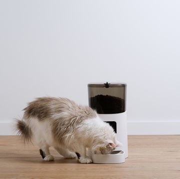 white cat eats from an automatic food dispenser
