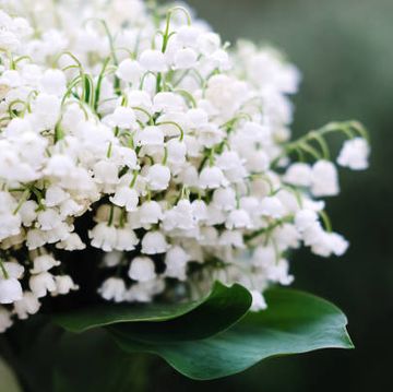 Beautiful Flowers, Arrangements and Flower Hacks