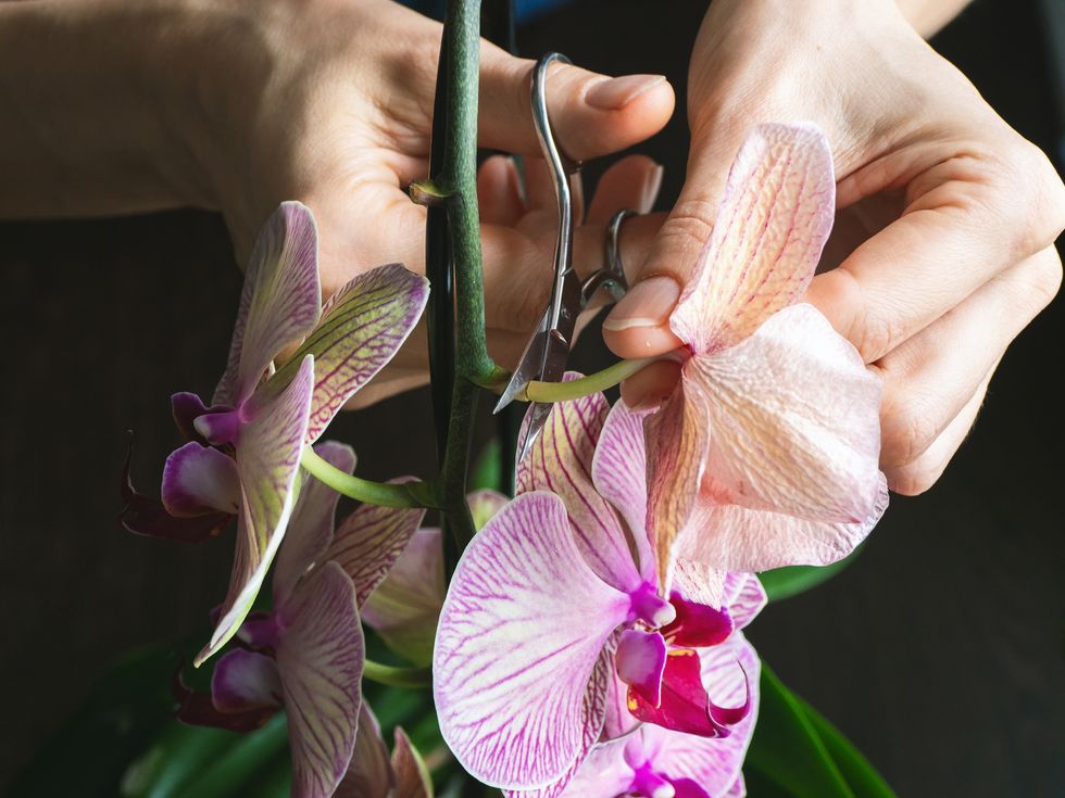 pruning damaged orchid flowers with scissors home gardening, orchid breeding dry deep purple flower insects, pests of indoor plants, death of orchids, close up