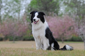 border collie