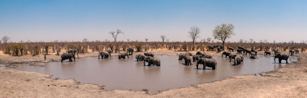 Een kudde gezonde savanneolifanten bezoekt een drenkplaats in de Okavangodelta Wetenschappers vrezen dat zich elk moment een nieuwe episode van sterfgevallen kan voordoen een zorg die wordt versterkt door het feit dat de definitieve oorzaak van de sterfgevallen van 20202021 nog niet is gevonden