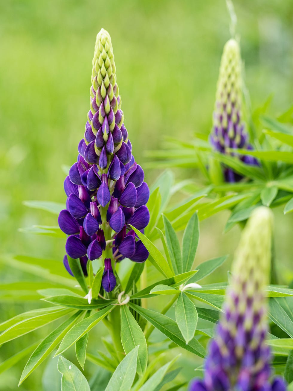 macro shot of blooming purple lupine flowers on natural blurred background