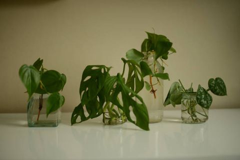 cuttings of green plants in a glass jars with water
