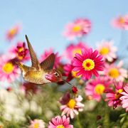 allens hummingbird enjoying pink marguerite daisies