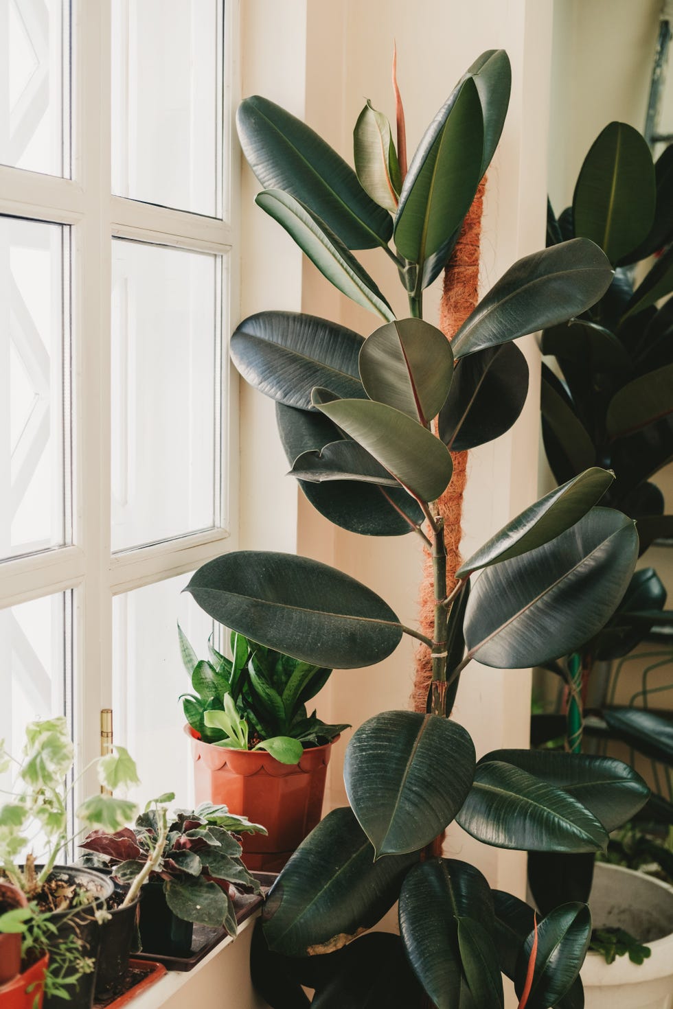 tall plants with large leaves. home greenhouse.