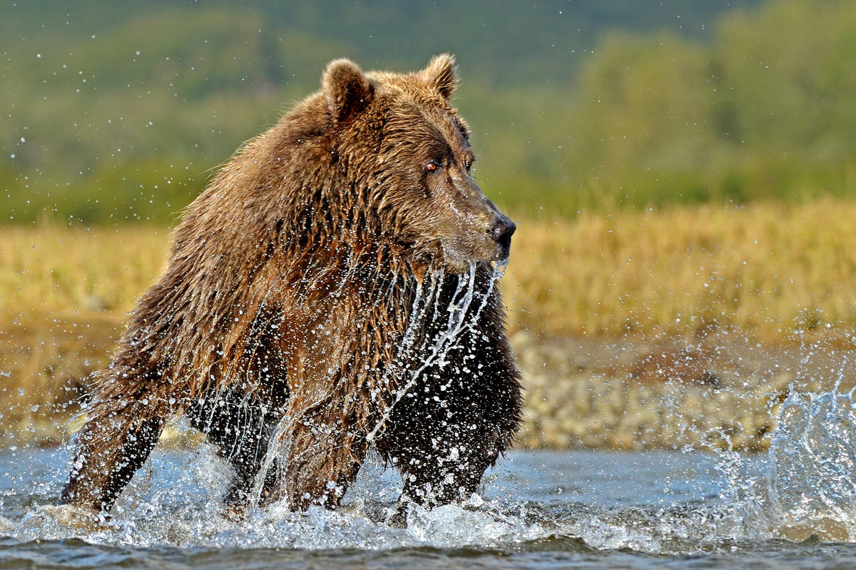 Il video terrificante del grizzly che attacca un ciclista