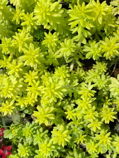 goldmoss stonecrop