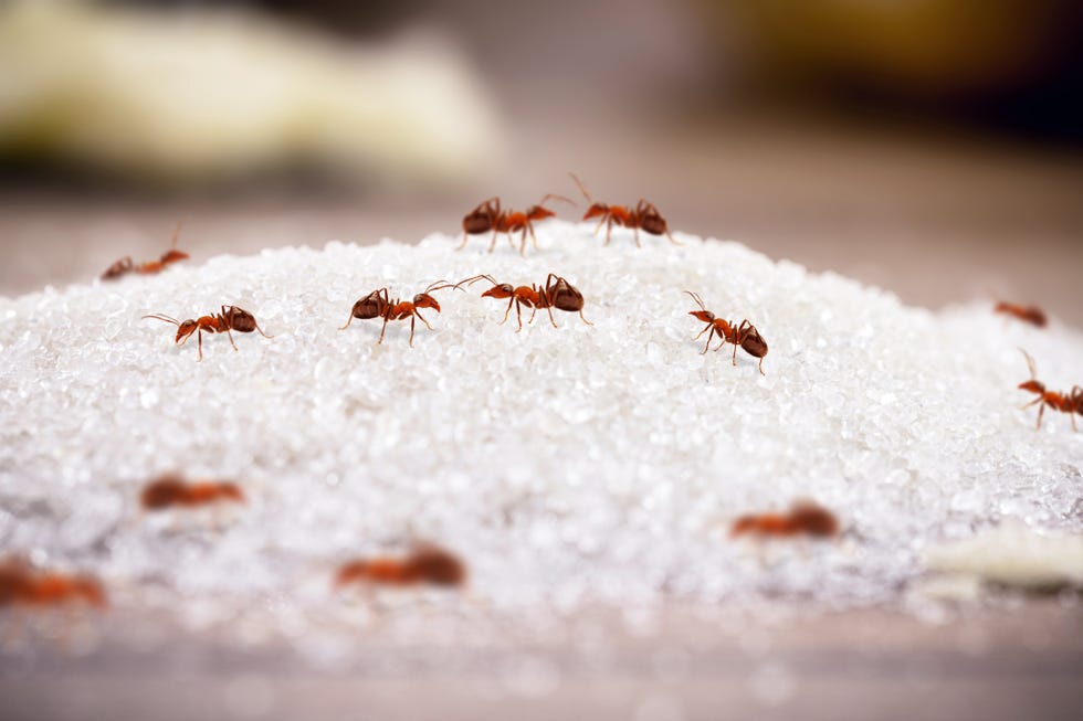 red and small ants on a pile of sugar dropped on the ground, ants indoors, insect invasion and need for detection