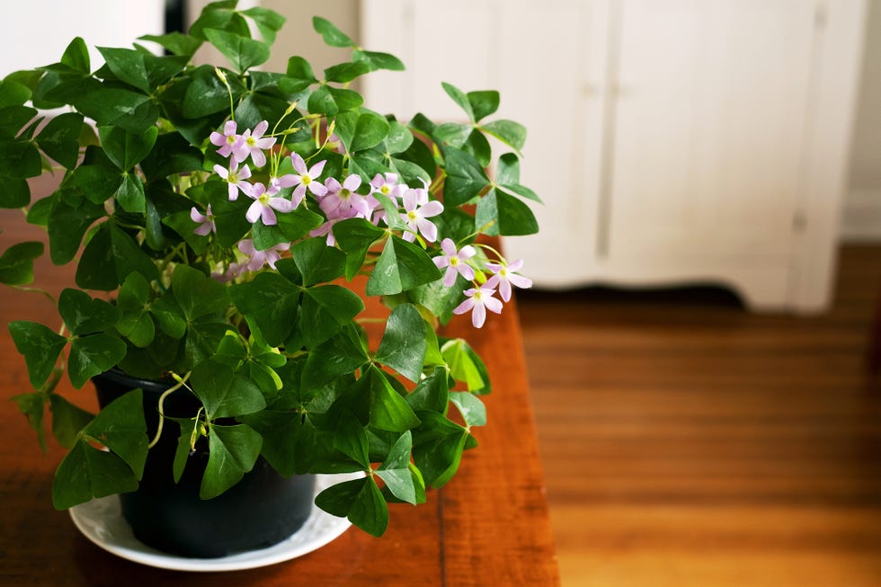 close up of a potted oxalis or false shamrock plant sitting on a table