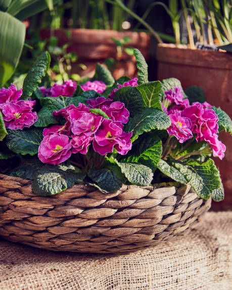 a bright primrose in a wicker basket standing on burlap next to ceramic pots spring blossom