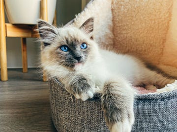 gato blanco en una cama tumbado