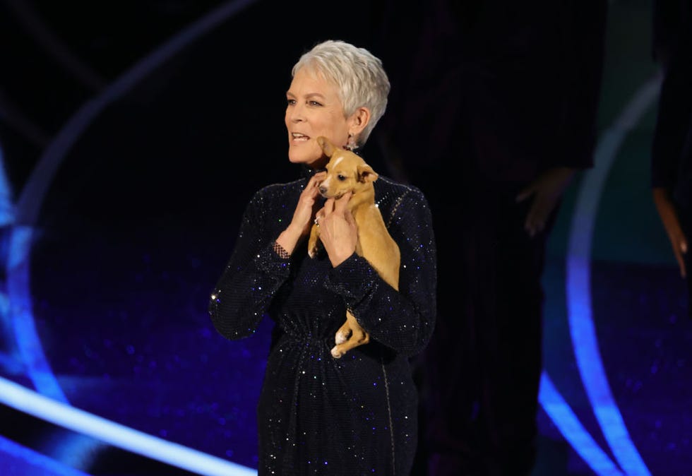 jamie lee curtis puppy oscars