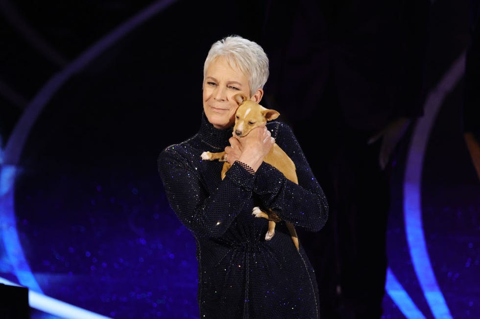 jamie lee curtis puppy oscars