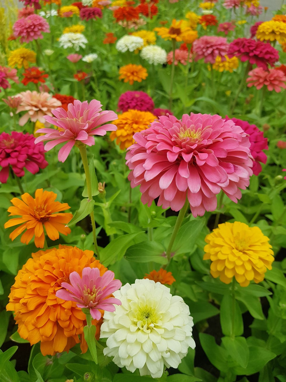 group of colorful flowers