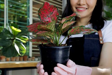 aglaonema planta natural