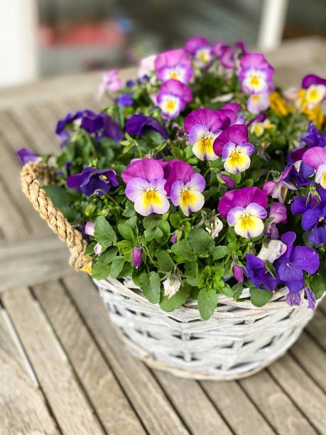 purple, pink and yellow pansies in a small basket on a garden table