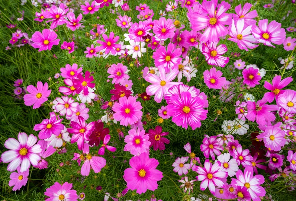 Cosmos is an annual plant with colorful daisy-like flowers.