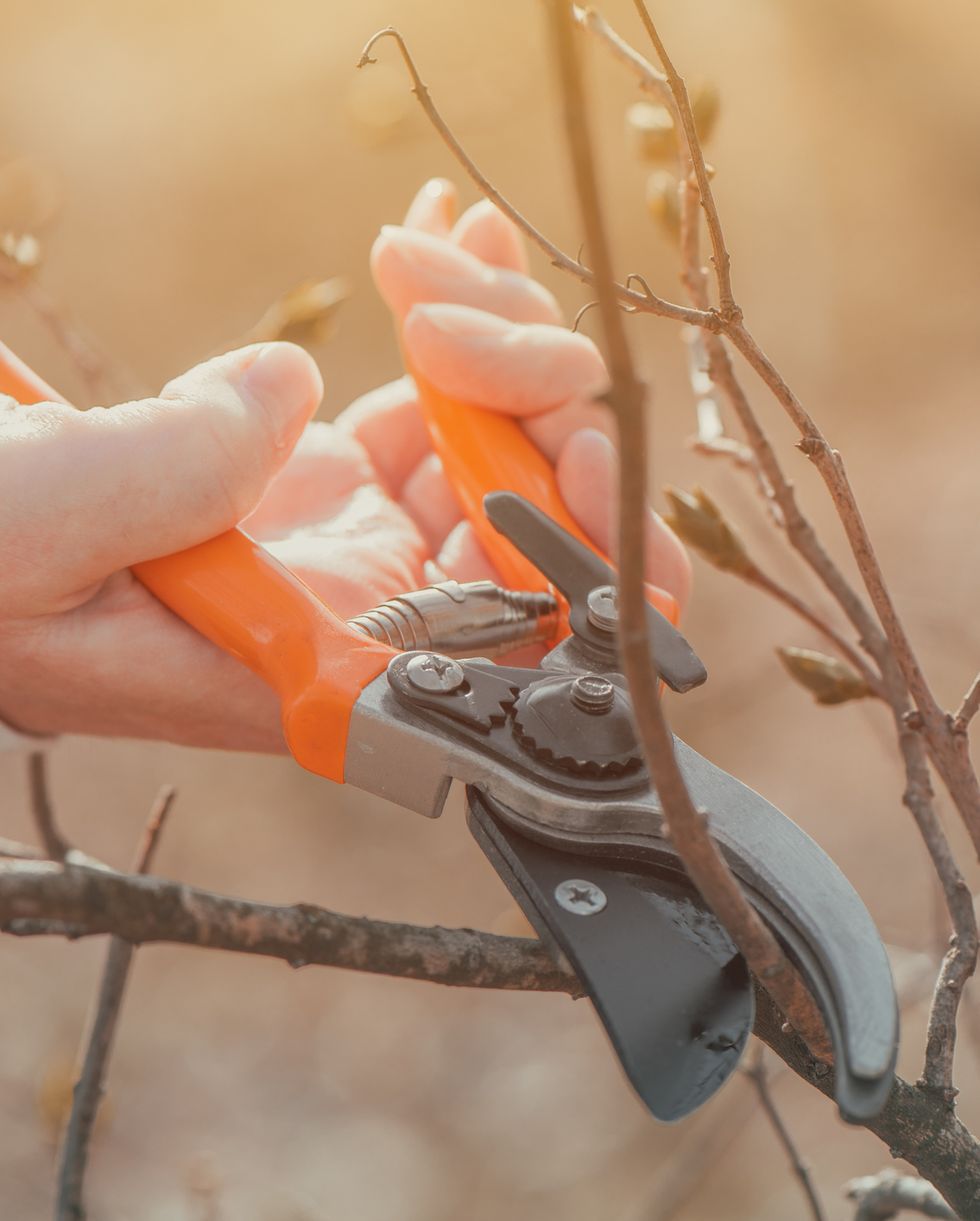female gardener cutting branches in cherry fruit orchard with pruning shears, close up with selective focus