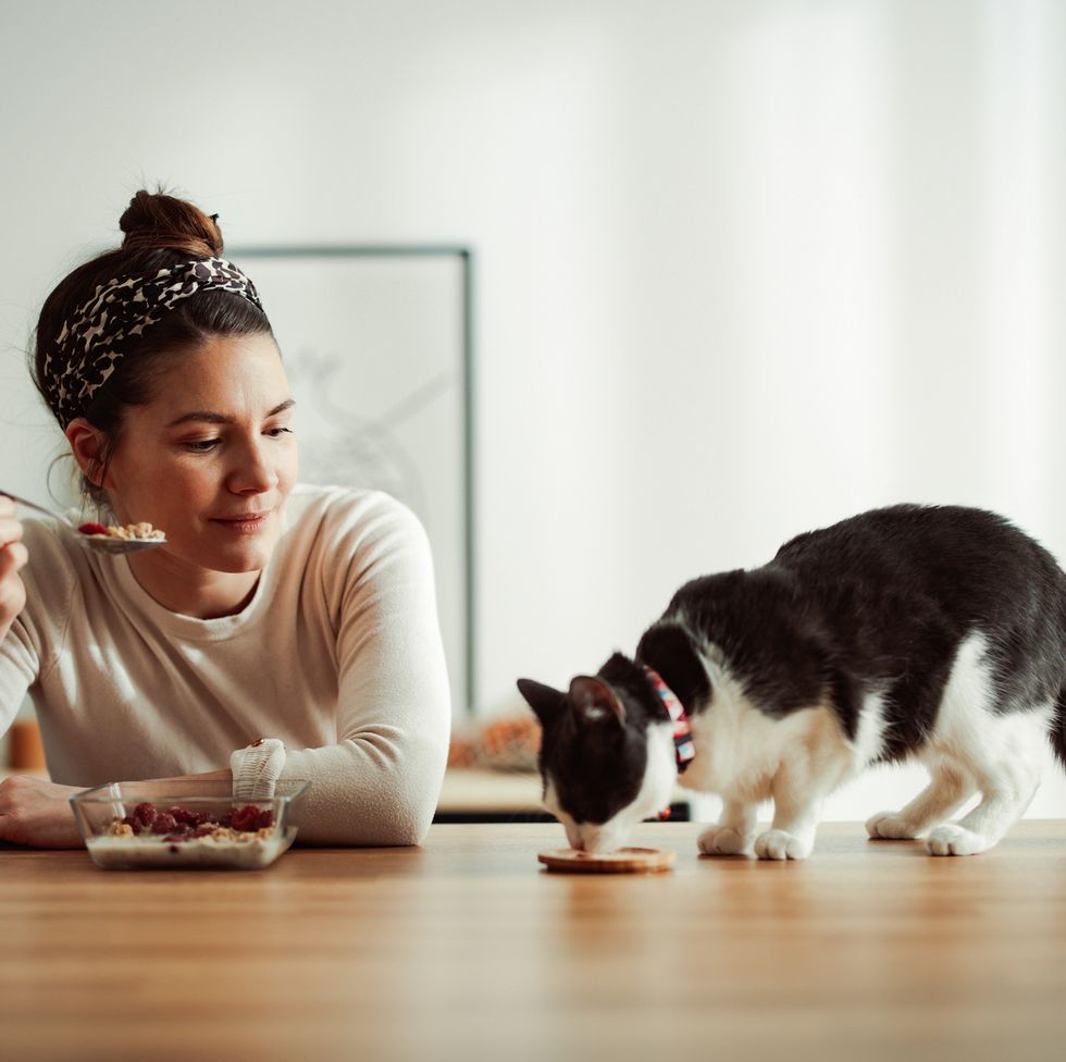 beautiful woman having breakfast in a dining room the cat is walking on the table they are both eating