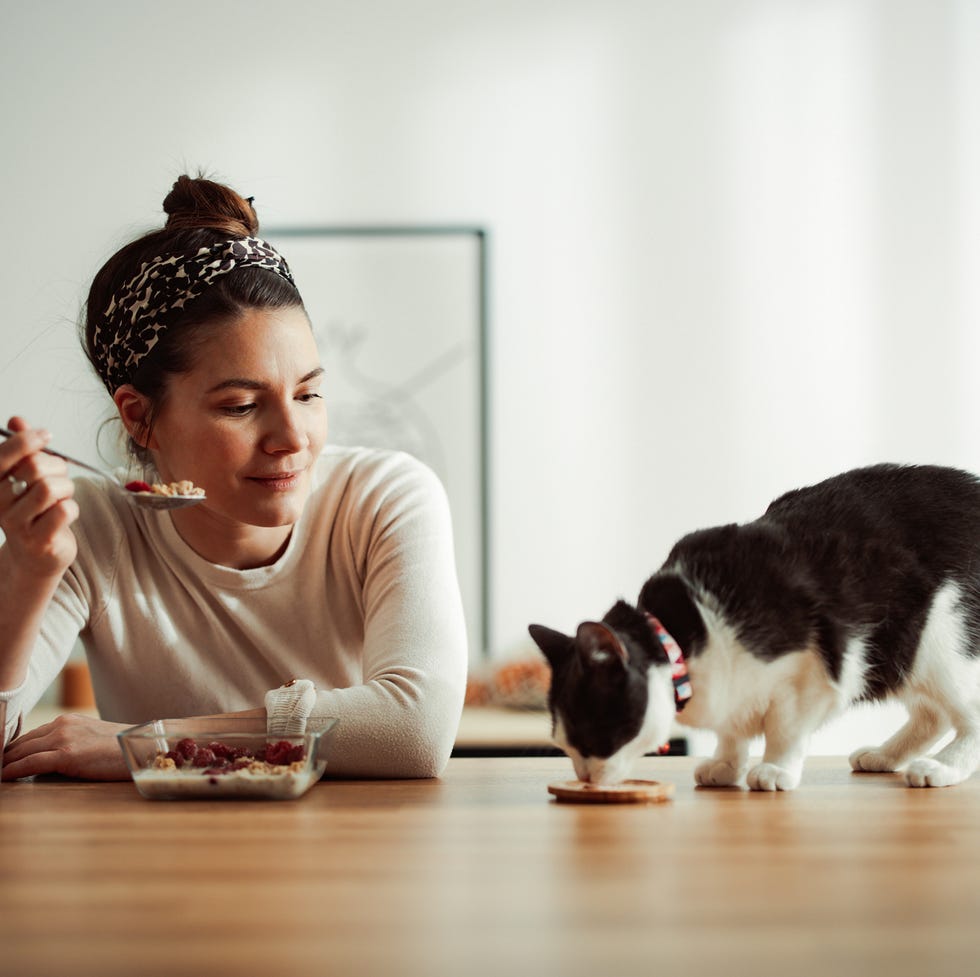 beautiful woman having breakfast in a dining room the cat is walking on the table they are both eating