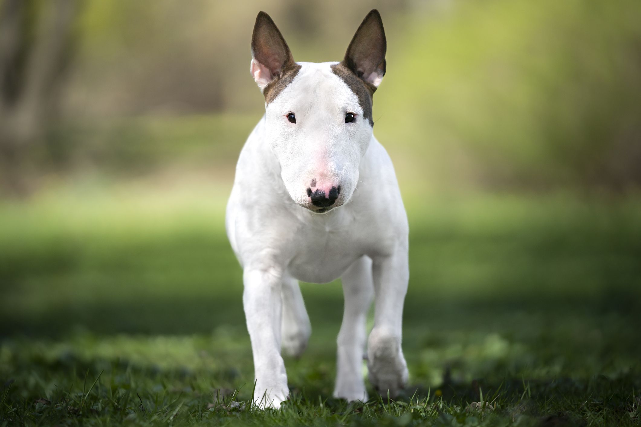 los bull terrier miniatura ladran mucho