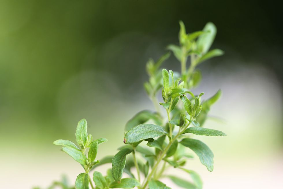 macro of stevia tree tops growing in tropical garden