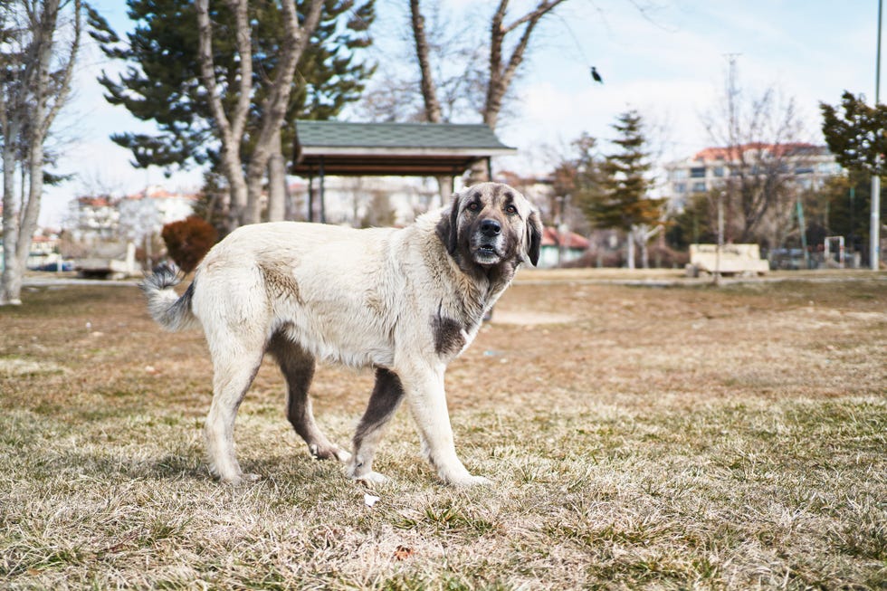 Las 45 razas de perros más grandes, adorables y bonitos