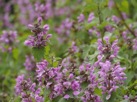 lamium this plant also has medicinal properties