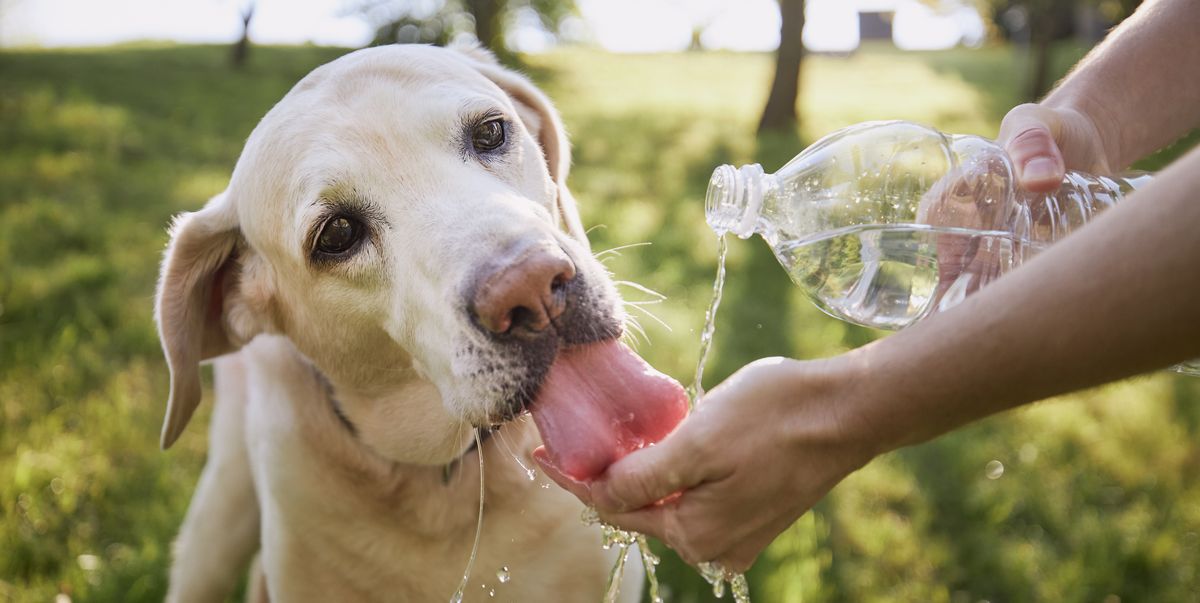 Come tenere al fresco il tuo cane, ed evitare che soffra il caldo estivo