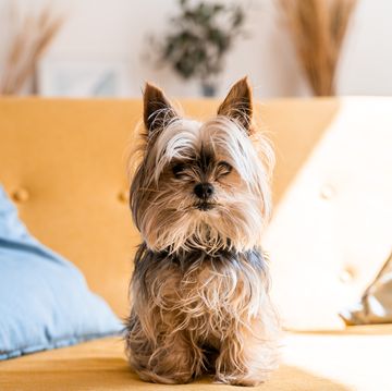 beautiful yorshire terrier on living room sofa posing for the camera the owner fixes his hair so that it looks perfect in the pictures