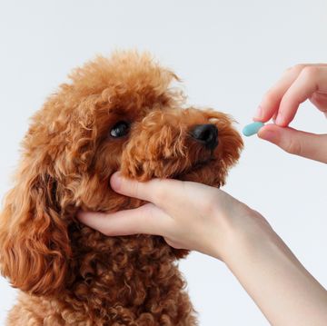 a small dog, a miniature poodle, is handed one blue pill