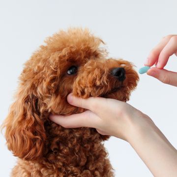 a small dog, a miniature poodle, is handed one blue pill