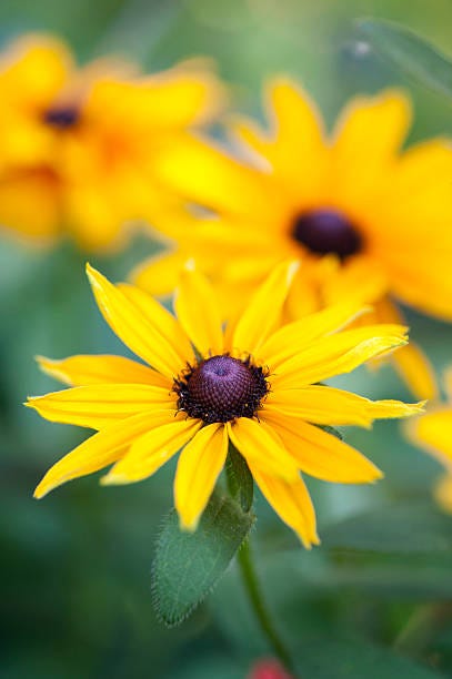 black eyed susan