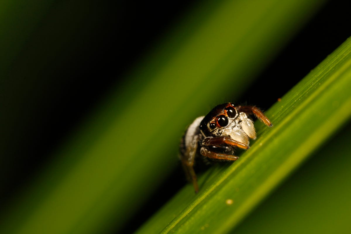 Scientists Reveal New 'Ghost' Spider Found at Power Plant