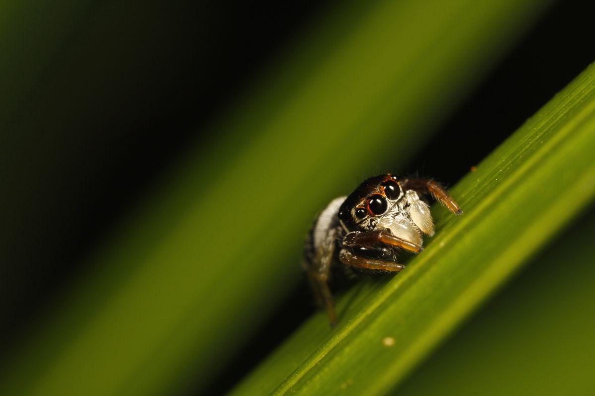 Jumping spider (family Salticidae), Indonesia