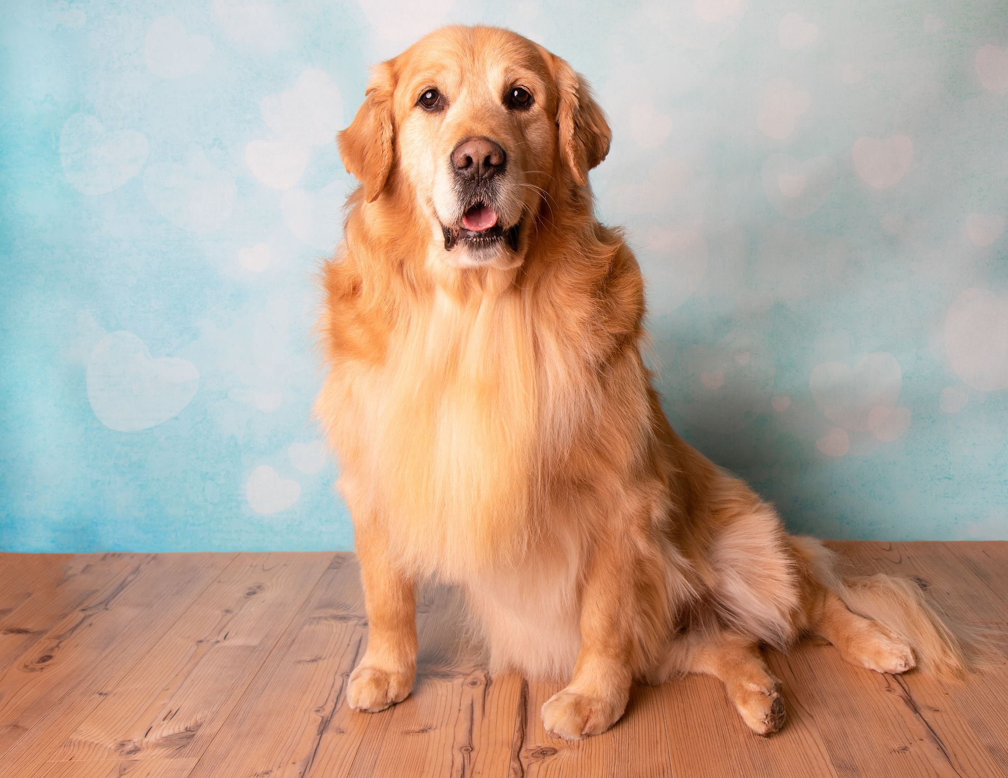 que comida es mejor para los golden retrievers