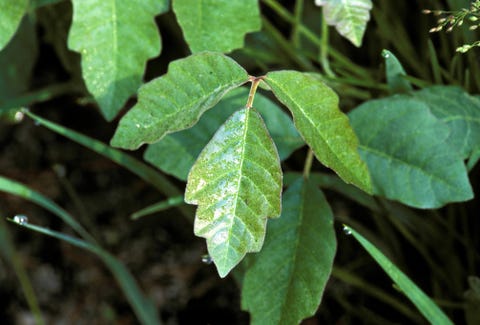 poisonous plants