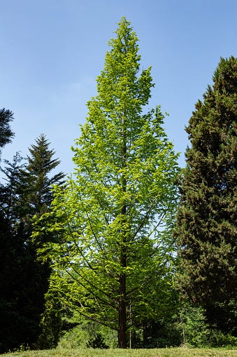 15 Fast-Growing Shade Trees 2024