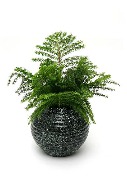 araucaria pine in highly glossed round black vase