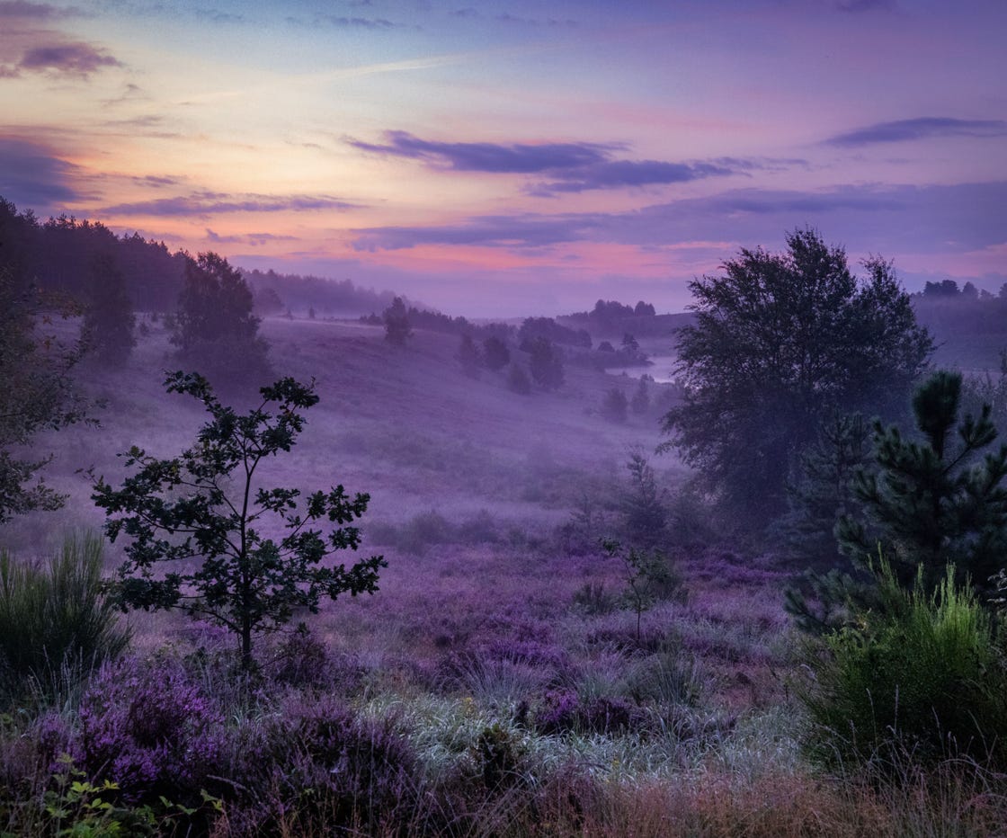 de mechelse heide staat in bloei.