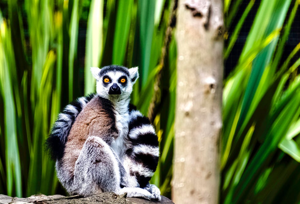 ring tailed lemur lemur catta is a large strepsirrhine primate known as maky, maki or hira tsimanampetsotsa nature reserve, madagascar