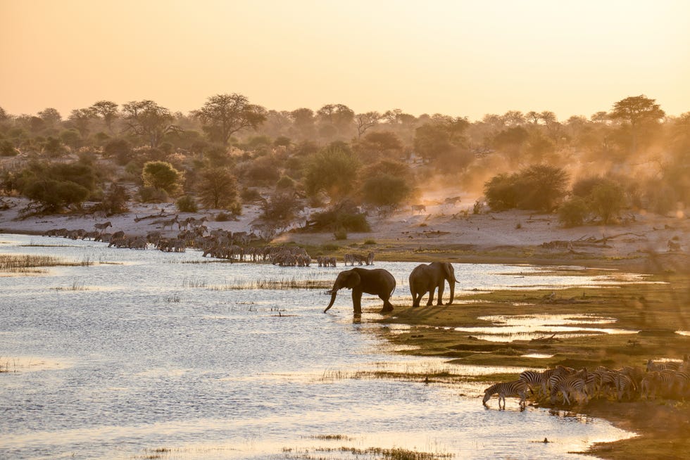 elephants along the boteti river at sunset