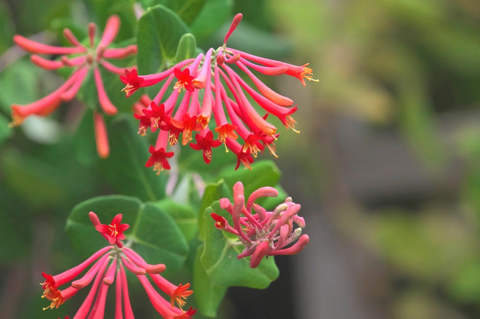 major wheeler honeysuckle vine is a major attraction for hummingbirds.