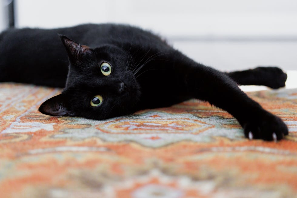 gato negro tumbado